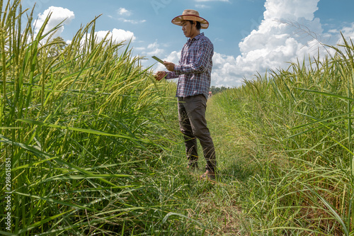 Smart  farmer hold a tablet in the rice field. Smart farming and digital agriculture concept © BNMK0819