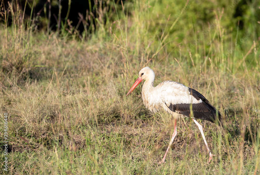 One white stork walking in the grass of the Masai Mara One white stork walking in the grass of the Masai Mara