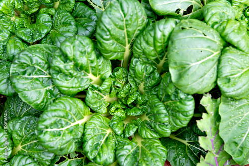 Spinach mustard cultivated in Japan