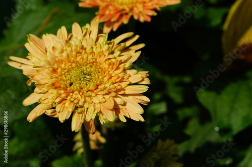 Close up of beautiful flower with nature background. The image contain certain grain or noise and soft focus.