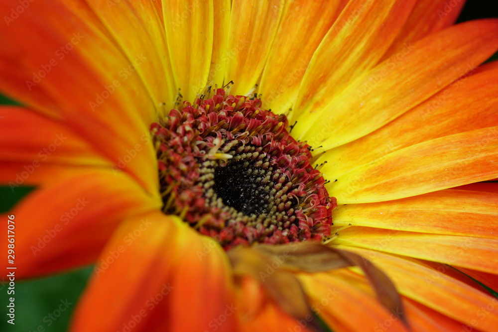 Close up of beautiful flower with nature background. The image contain certain grain or noise and soft focus. Close up of beautiful flower with nature background. The image contain certain grain or noise and soft focus.