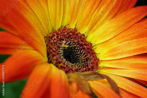 Close up of beautiful flower with nature background. The image contain certain grain or noise and soft focus.