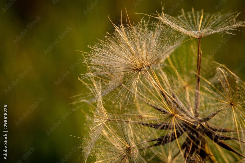 Partially dispersed dandelion clock seed head.