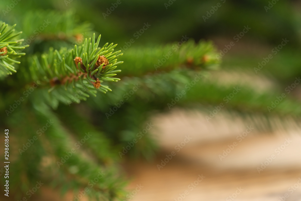 Closeup shot of spruce twig indoor with shallow focus Closeup shot of spruce twig indoor with shallow focus