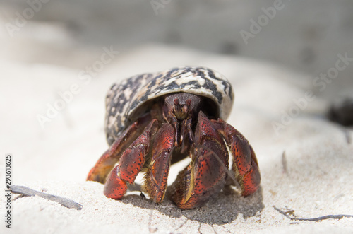 Paguroidea hermit crab coconut on sand in guadeloupe
