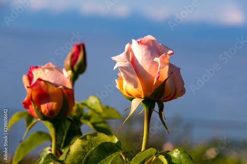 Buds of a yellow-pink rose against a blue sky photo