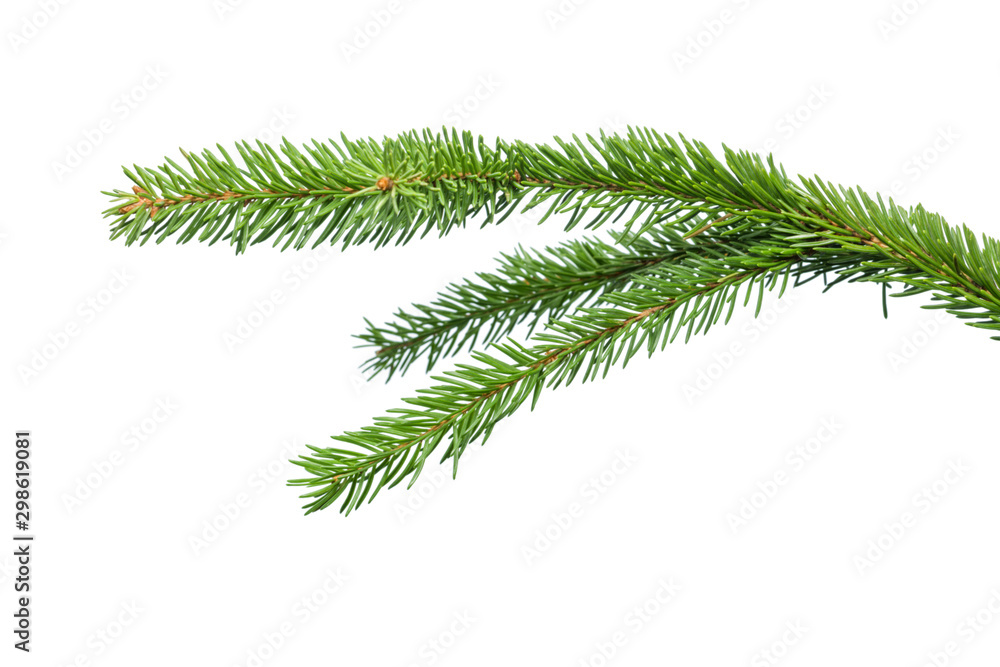 Small green spruce branch isolated on white background Small green spruce branch isolated on white background