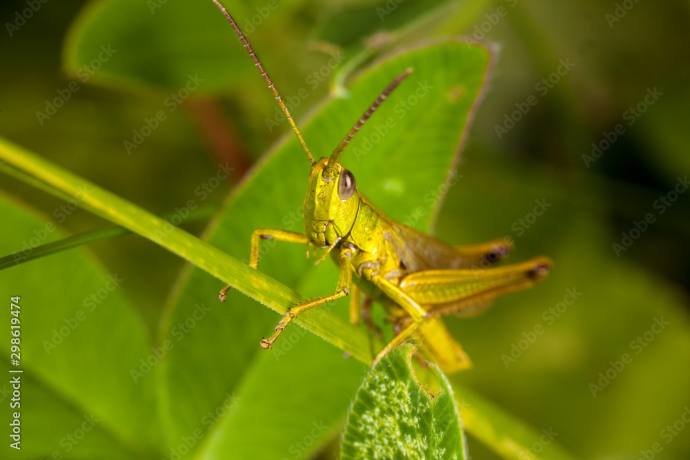 Macro shooting of insects. Out of town. Summer Macro shooting of insects. Out of town. Summer