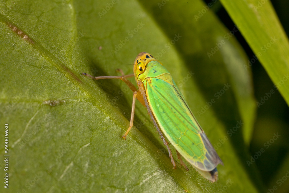 Macro shooting of insects. Out of town. Summer Macro shooting of insects. Out of town. Summer