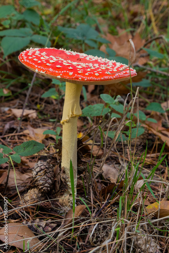 Amanita muscaria, commonly known as the fly agaric or fly amanita, is a basidiomycete of the genus Amanita. It is also a muscimol mushroom