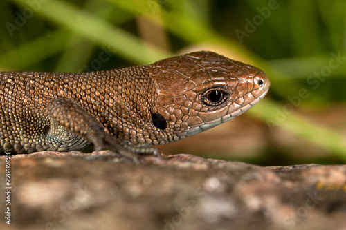 Lizard portrait.Summer day. In grass