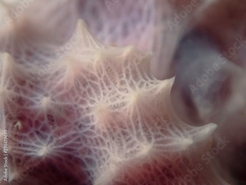 Close up of the Mediterranean Sponge, Pink fireplace sponge - Dysidea avara photo