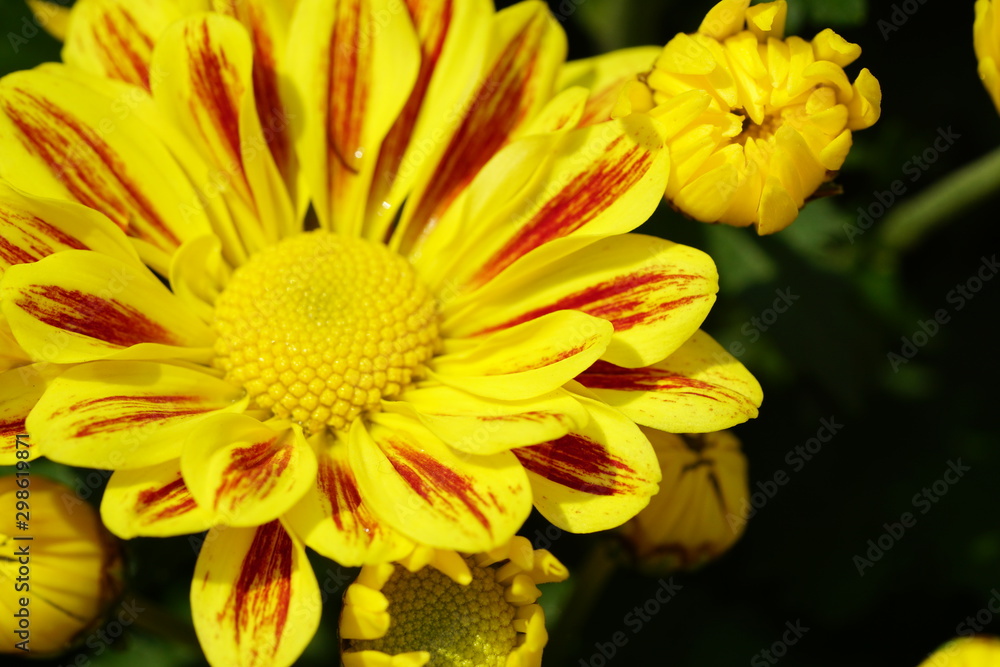 Close up of beautiful flower with nature background. The image contain certain grain or noise and soft focus. Close up of beautiful flower with nature background. The image contain certain grain or noise and soft focus.