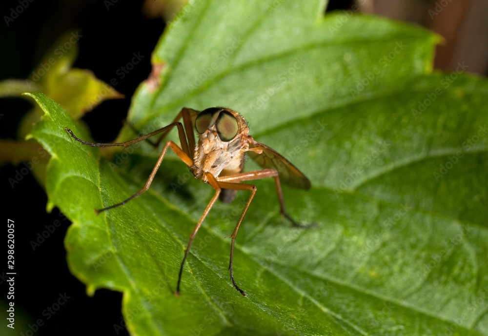 Macro shooting of insects. Out of town. Summer Macro shooting of insects. Out of town. Summer