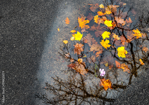 Motifs of late autumn with reflections in puddle