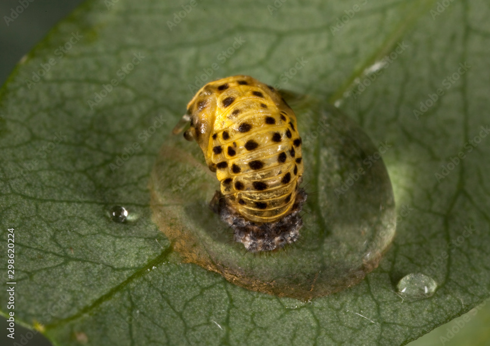 Macro shooting of insects. Out of town. Summer Macro shooting of insects. Out of town. Summer