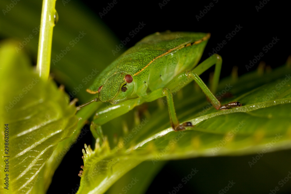 Macro shooting of insects. Out of town. Summer Macro shooting of insects. Out of town. Summer