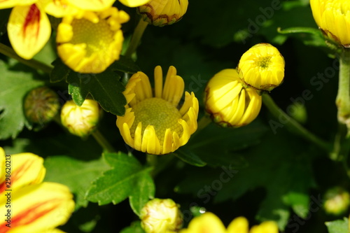 Close up of beautiful flower with nature background. The image contain certain grain or noise and soft focus.