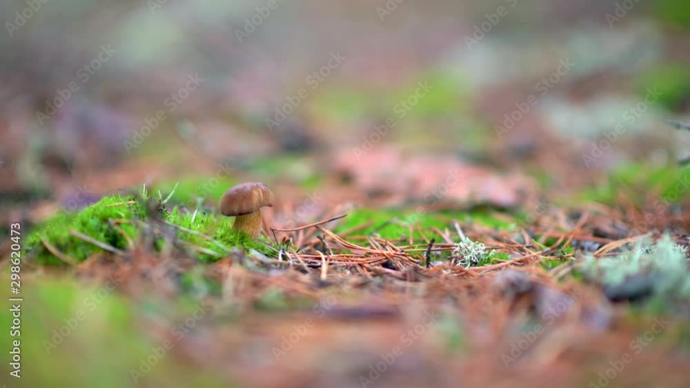 young edible mushroom in the autumn forest. young edible mushroom in the autumn forest.