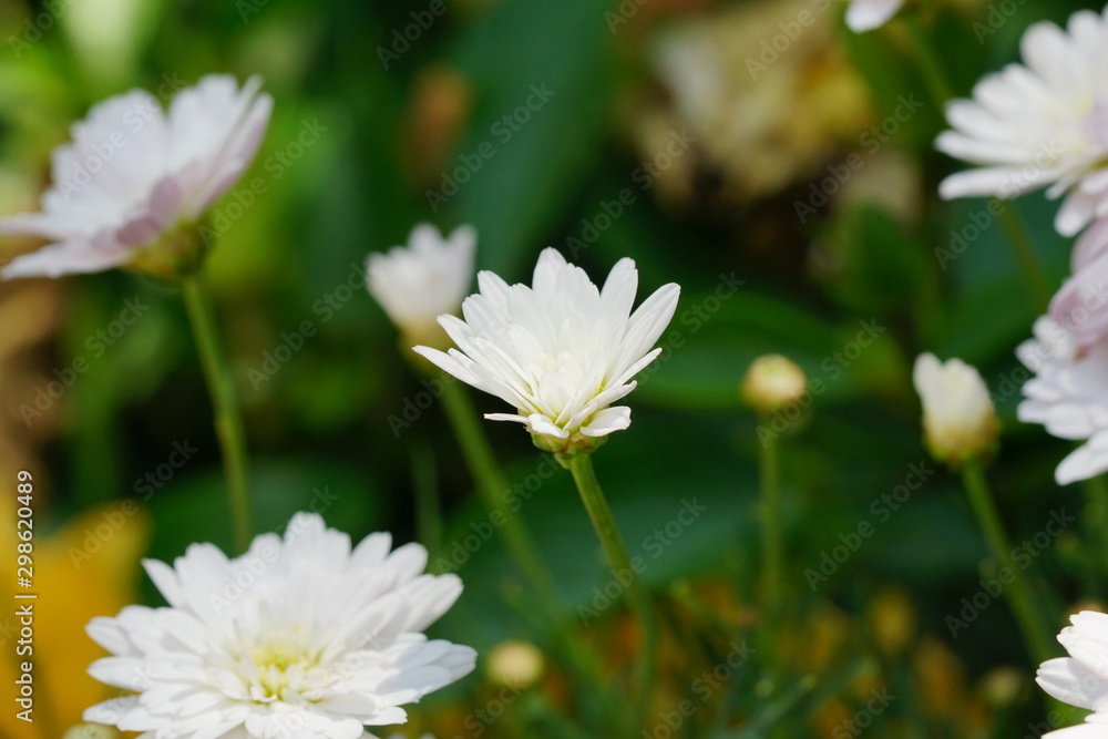 Fototapeta premium Close up of beautiful flower with nature background. The image contain certain grain or noise and soft focus.