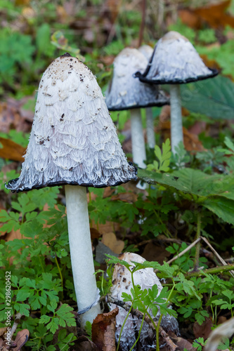 The Fungi Coprinus comatus or so called shaggy ink cap, lawyer's wig or shaggy mane is edible and large quantities of microwaved-then-frozen shaggy manes can be used as the liquid component of risotto photo