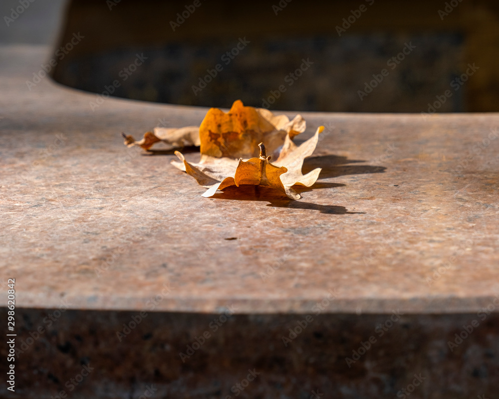 autumn leaves on background autumn leaves on background