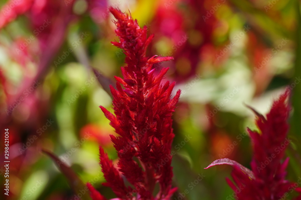Close up of beautiful flower with nature background. The image contain certain grain or noise and soft focus. Close up of beautiful flower with nature background. The image contain certain grain or noise and soft focus.