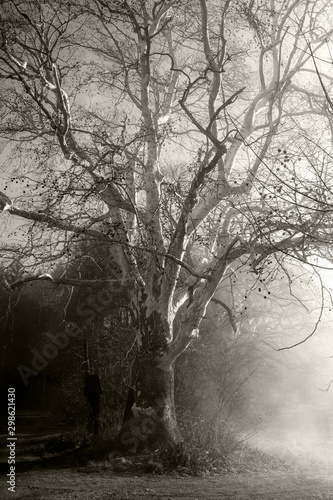 Baum im Nebel schwarz / weiß