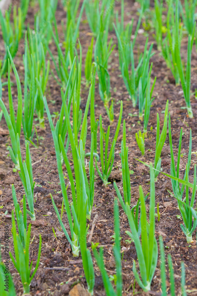 Green onions ripened in the garden beds in early summer Green onions ripened in the garden beds in early summer
