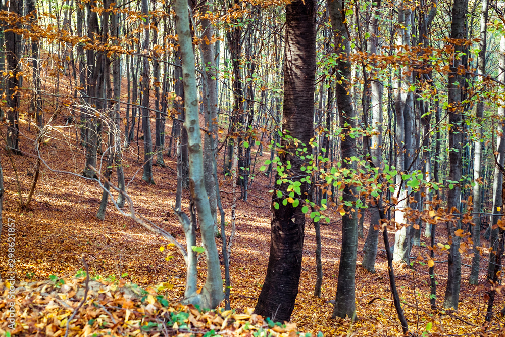 Fototapeta premium through the autumn beech forest