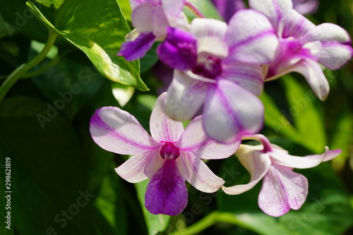 Close up of beautiful flower with nature background. The image contain certain grain or noise and soft focus.