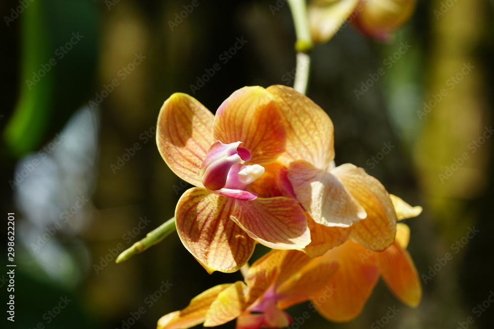 Close up of beautiful flower with nature background. The image contain certain grain or noise and soft focus. Close up of beautiful flower with nature background. The image contain certain grain or noise and soft focus.
