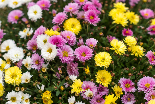 Autumn. Chrysanthemums Multi-colored bush of lilac  yellow and white chrysanthemums