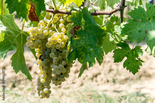 Wallpaper Mural Bunches of white grapes for Vernaccia di San Gimignano in Tuscany Torontodigital.ca