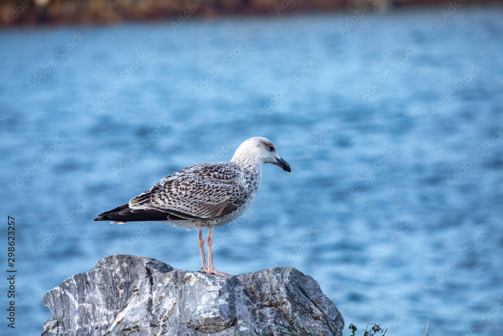 Seagulls vent in the wind by sea side Seagulls vent in the wind by sea side