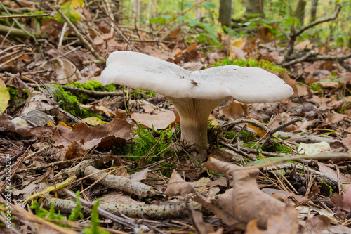 Lactarius vellereus or Lactarius piperatus is large white gilled and edible mushroom with a flat cap common in Europe and America photo