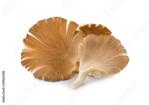 Angel mushroom on white background