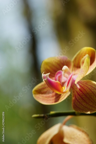 Close up of beautiful flower with nature background. The image contain certain grain or noise and soft focus.