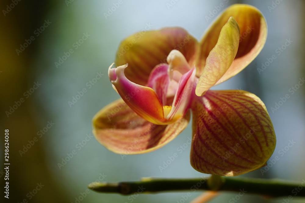Close up of beautiful flower with nature background. The image contain certain grain or noise and soft focus. Close up of beautiful flower with nature background. The image contain certain grain or noise and soft focus.
