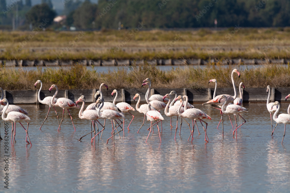 Obraz premium Fenicotteri rosa alle saline di Cervia