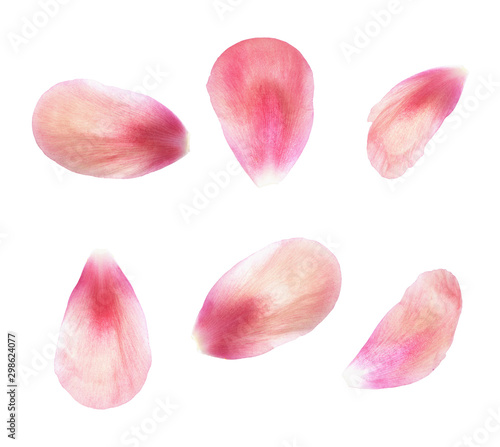Set of pink peony petals photo