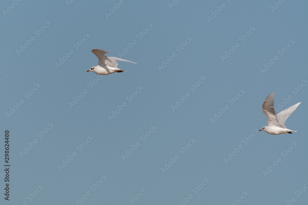 Obraz premium Gabbiano alle saline di Cervia