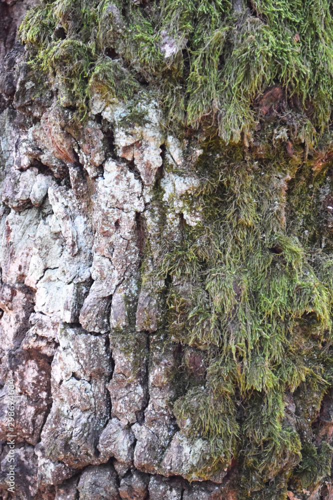 Green moss on the tree bark texture, Natural wood background Green moss on the tree bark texture, Natural wood background