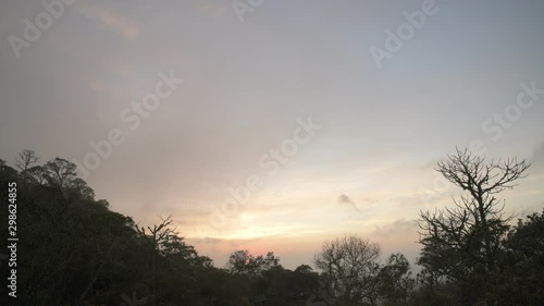 Trees Silhouettes at Sunrise in Brazil photo