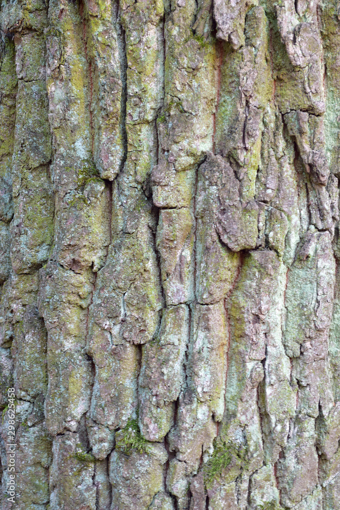 Tree bark texture, Natural wood background Tree bark texture, Natural wood background
