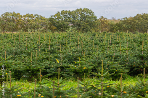 future christmas trees grow row after row while autumn is in full bloom