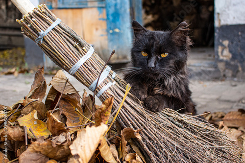 A black cat sits in yellow leaves peeping from behind a broom. photo