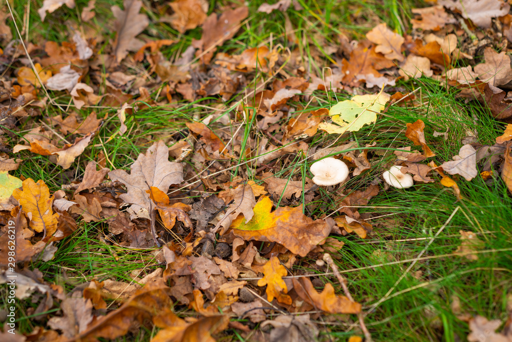 Autumn is in full bloom and shows its magnificent bright colors Autumn is in full bloom and shows its magnificent bright colors