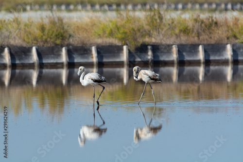 Finicotteri rosa nelle saline di Cervia