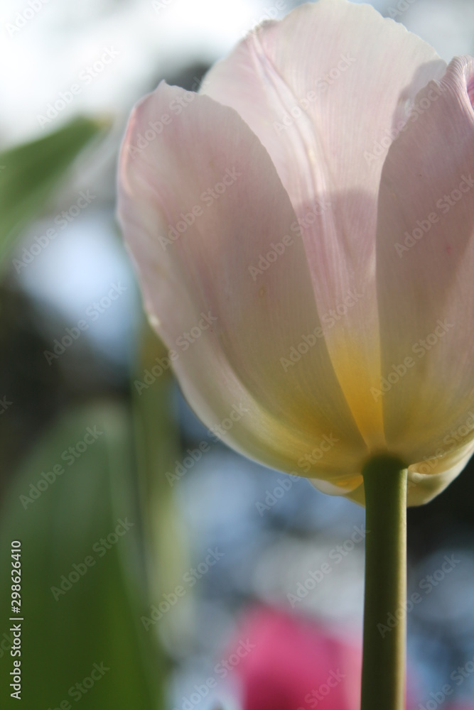 Obraz premium Soft Pink tulip